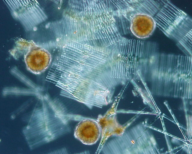 Defining Life: Q&A with Scientist Gerald Joyce